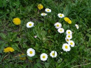 kwiaty - flowers - Bellis - Stokrotka - wiosna - flora - spring