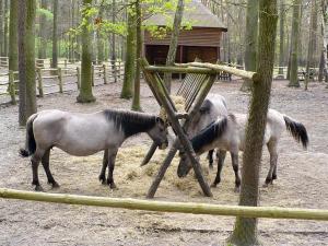 Polish primitive horse - konik polski - Gołuchów