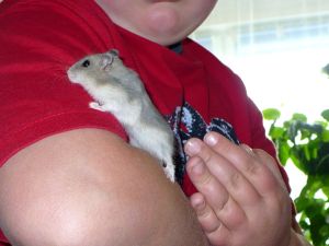 RAT DE BLÉ - hámster - pet - hamster - Hamsterer - chomik - child - Хомяк - zwierzątko - dziecko