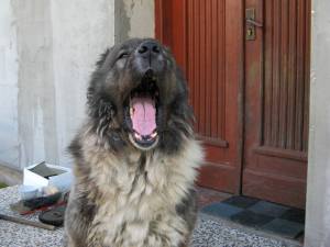 animal - zwierzę - fauna - owczarek kaukaski - собака - Caucasian Shepherd Dog - pies - Кавказская овчарка - dog