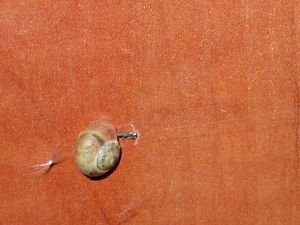 slug - ślimak