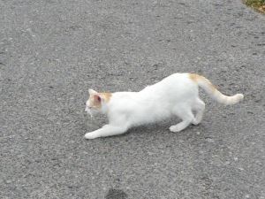 white - biały - cat - kot