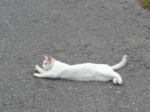 white - biały - cat - kot