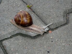 slug - ślimak - chodnik
