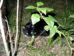 noc - night - cat - czarny - kot - black