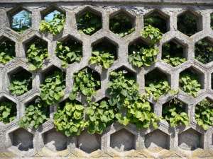 wall - mur - zieleń - zieleń - flora