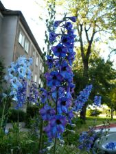 blue - kwiat - niebieski - flower