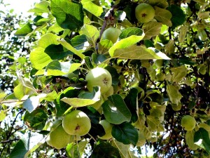 tree - green apple - zielone jabłuszko - owoc - fruit - jabłka - drzewo - apples
