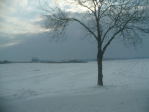 trip - autobus - zima - winter - widok - okno - snow - bus - drzewo - podróż - tree - śnieg