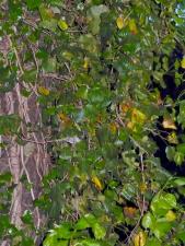 tree - prak - ivy - drzewo - bird - bluszcz